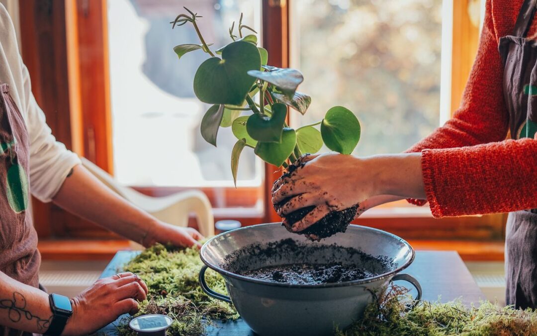 Kokedama workshop
